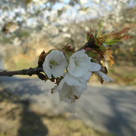 Casa Entre Serras Сasa de vacaciones