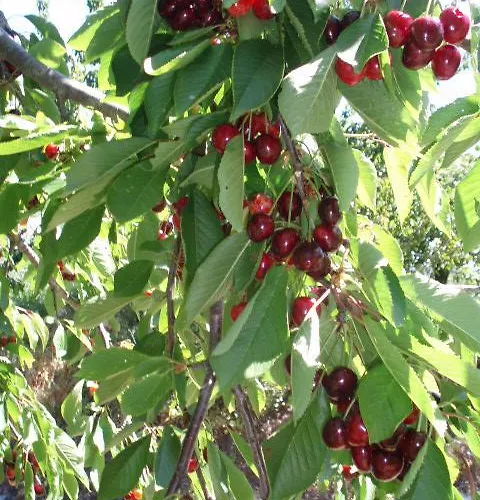 Дом отдыха Casa Entre Serras *